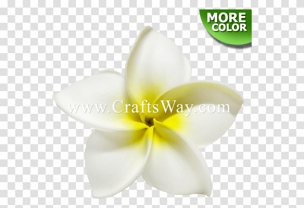 Craftsway Flower, Plant, Petal, Blossom, Daffodil Transparent Png