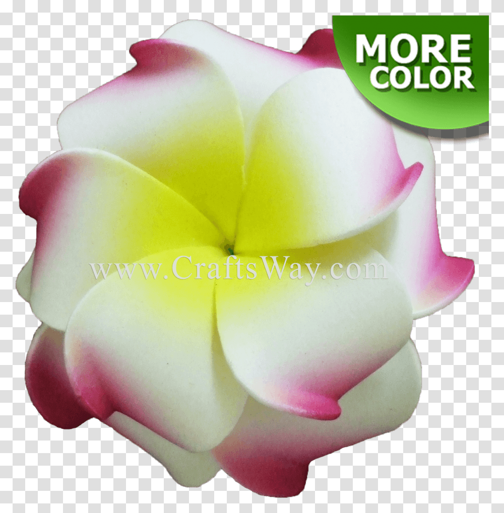 Craftsway Frangipani, Petal, Flower, Plant, Rose Transparent Png