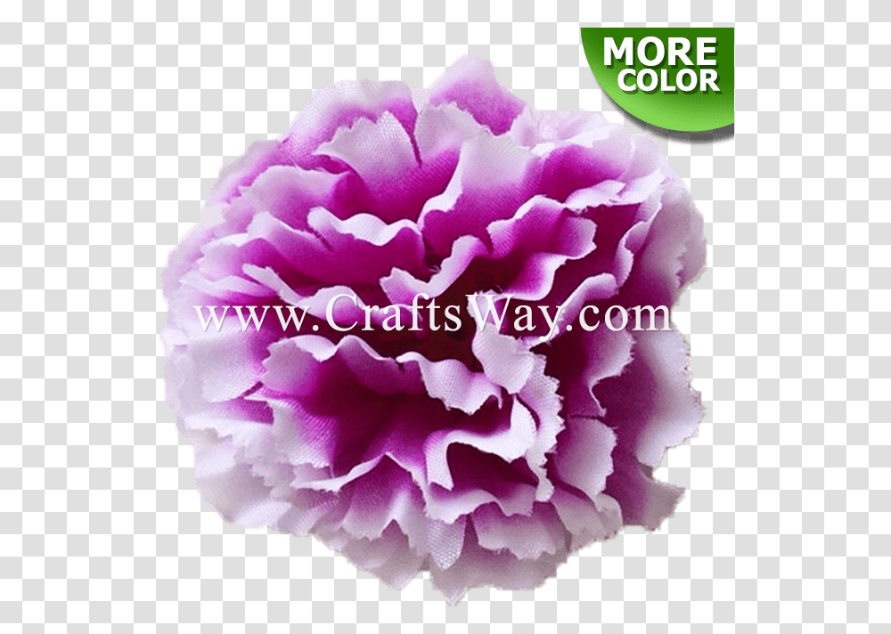 Craftsway Peony, Plant, Carnation, Flower, Blossom Transparent Png