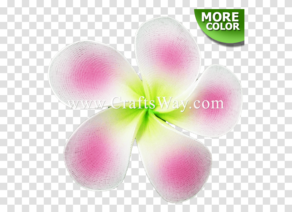 Craftsway Soft, Petal, Flower, Plant, Blossom Transparent Png