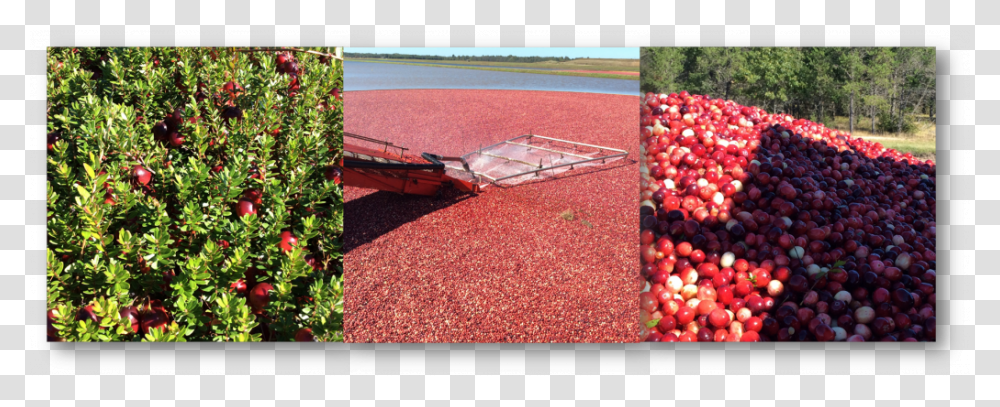 Cranberries, Outdoors, Nature, Plant, Countryside Transparent Png