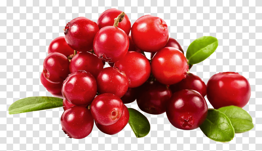 Cranberry 6 Image Cranberry, Plant, Fruit, Food, Cherry Transparent Png