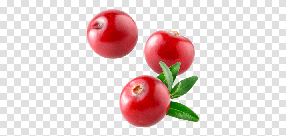 Cranberry Cranberry, Plant, Apple, Fruit, Food Transparent Png