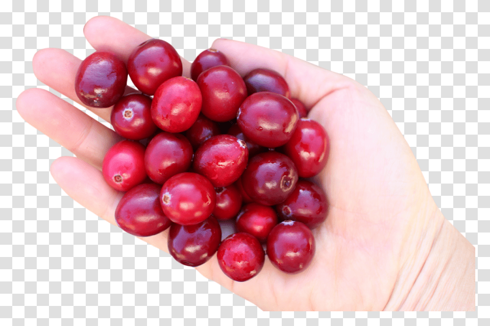 Cranberry In Hand Image Cranberry, Plant, Fruit, Food, Person Transparent Png