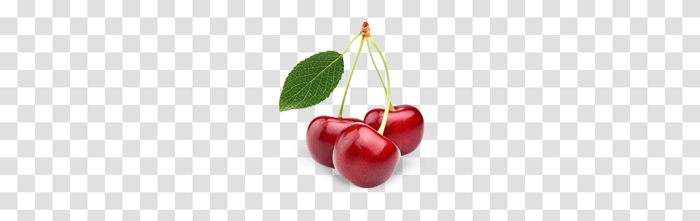 Cranberry Juice History Benefits Fun Facts, Plant, Fruit, Food, Cherry Transparent Png