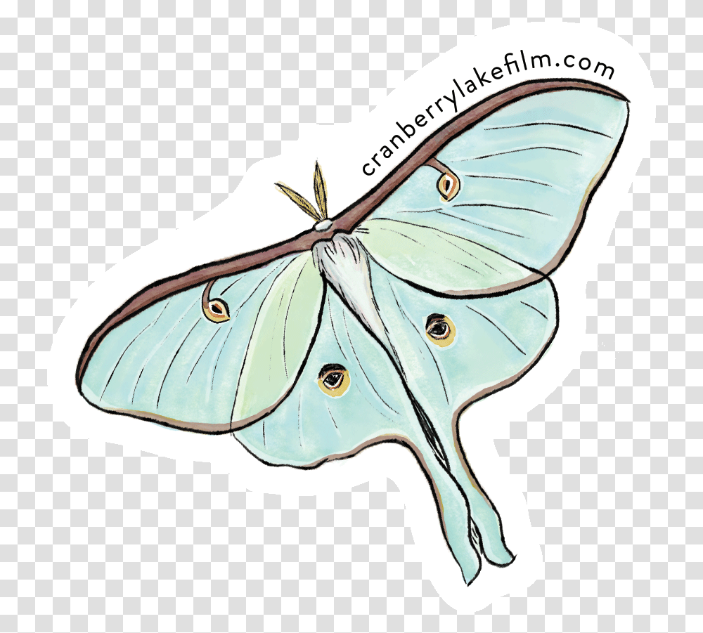 Cranberrylake Sticker Luna Butterfly, Invertebrate, Animal, Insect, Moth Transparent Png
