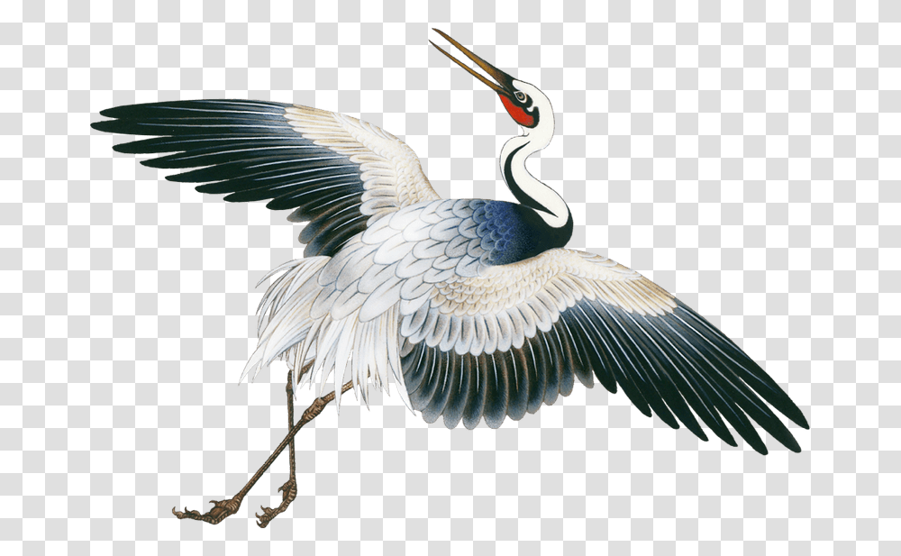 Crane, Bird, Animal, Crane Bird, Stork Transparent Png
