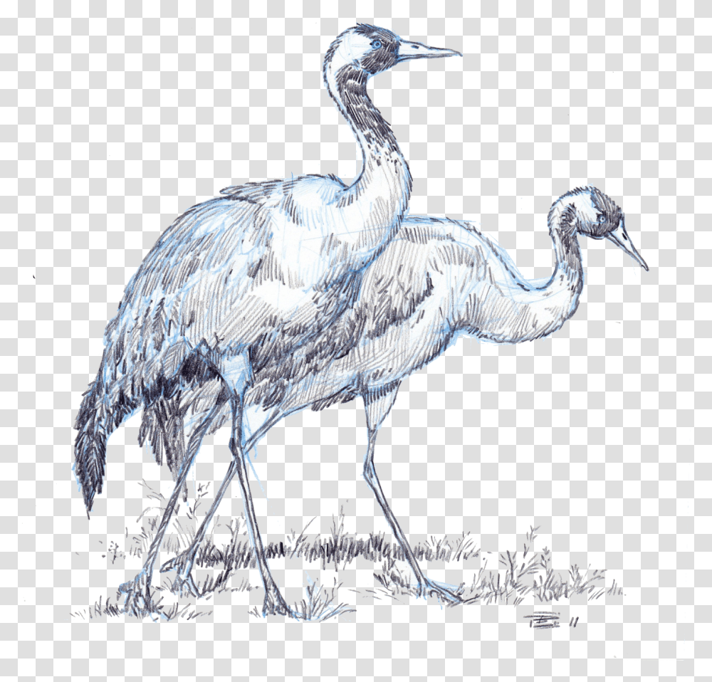 Crane, Bird, Animal, Crane Bird, Waterfowl Transparent Png