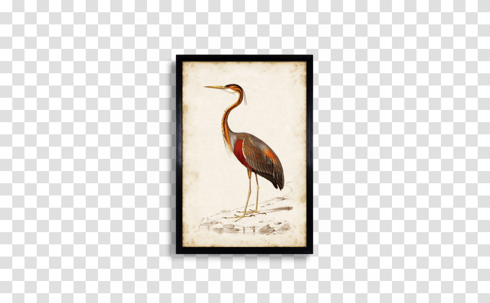 Crane, Bird, Animal, Waterfowl, Crane Bird Transparent Png