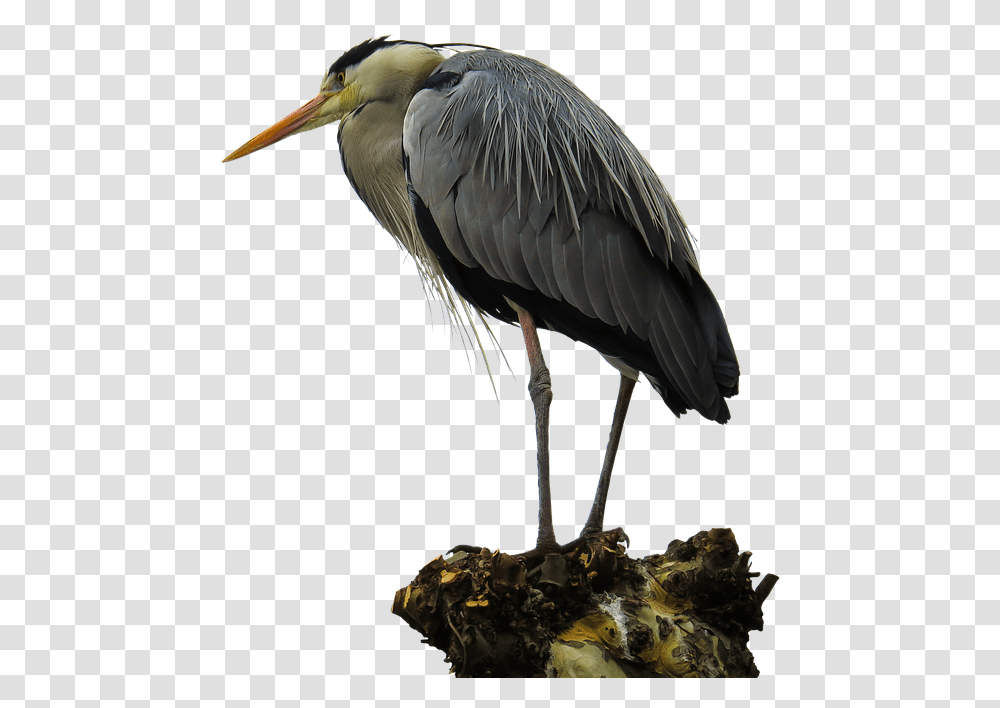 Crane Bird, Animal, Waterfowl, Heron, Ardeidae Transparent Png