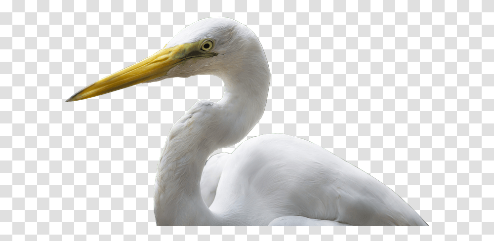 Crane Bird Bill White Yellow Plumage Isolated Great Egret, Animal, Waterfowl, Beak, Heron Transparent Png