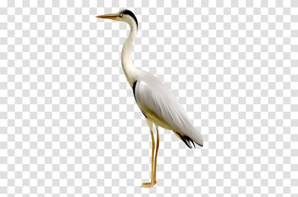 Crane Bird Bird Crane, Animal, Waterfowl, Heron, Ardeidae Transparent Png