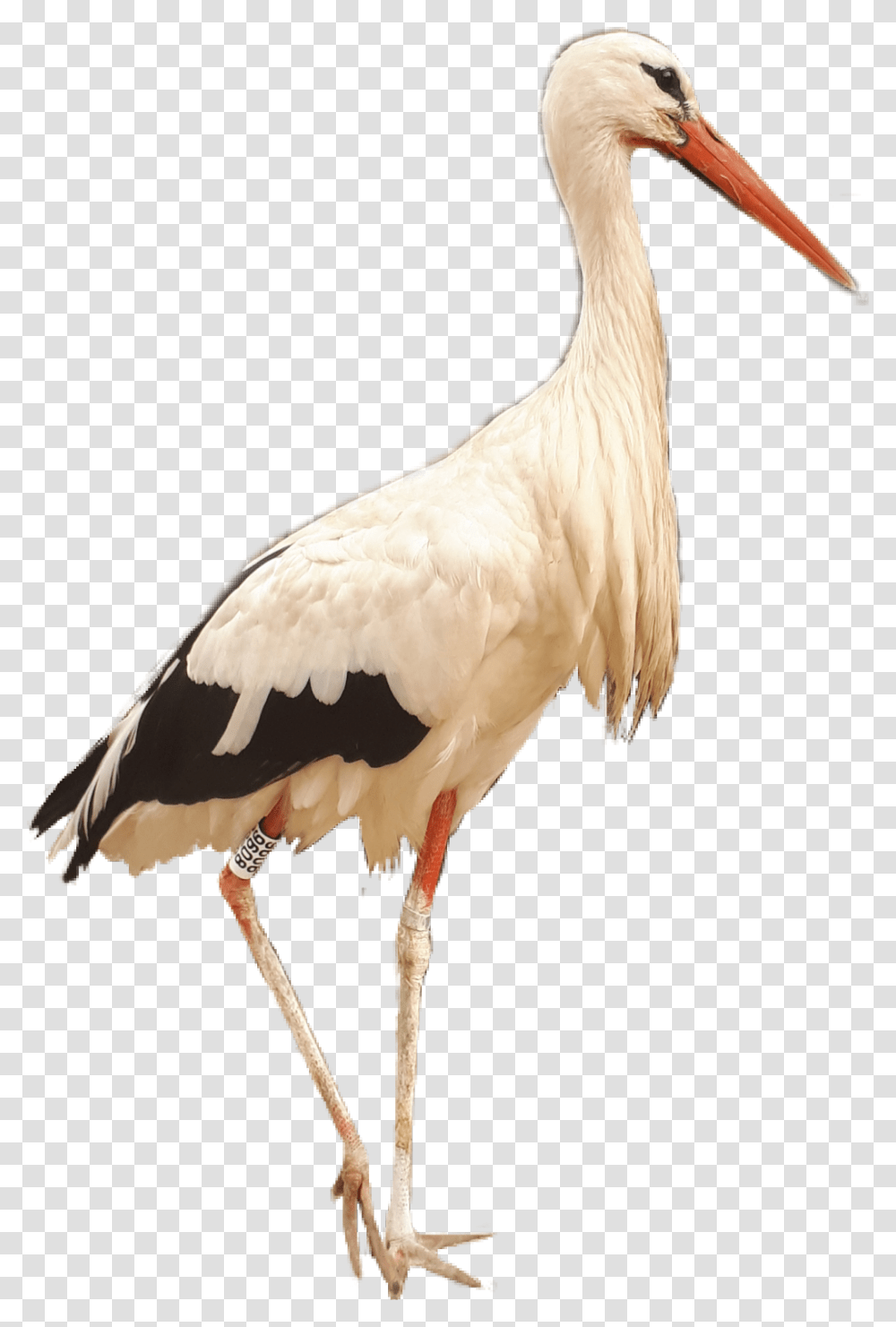 Crane Bird Birds Kraanvogel Afrika Africa Southafrica White Stork, Animal Transparent Png