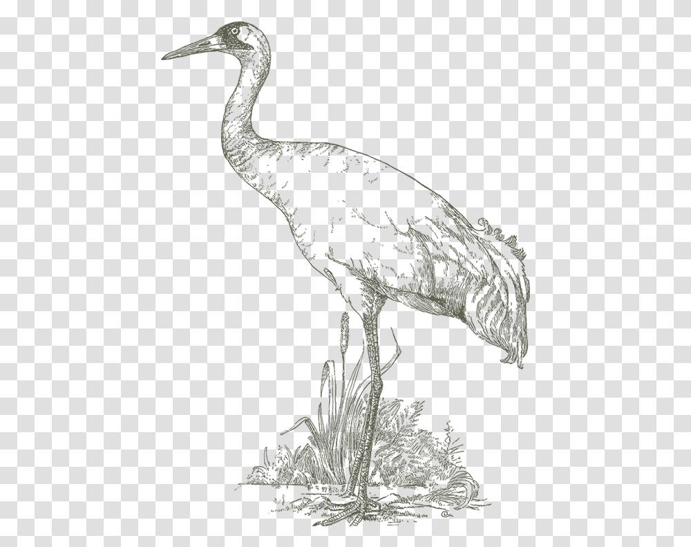 Crane Bird Drawing Of Bird Sanctuary, Animal, Dinosaur, Reptile, Waterfowl Transparent Png