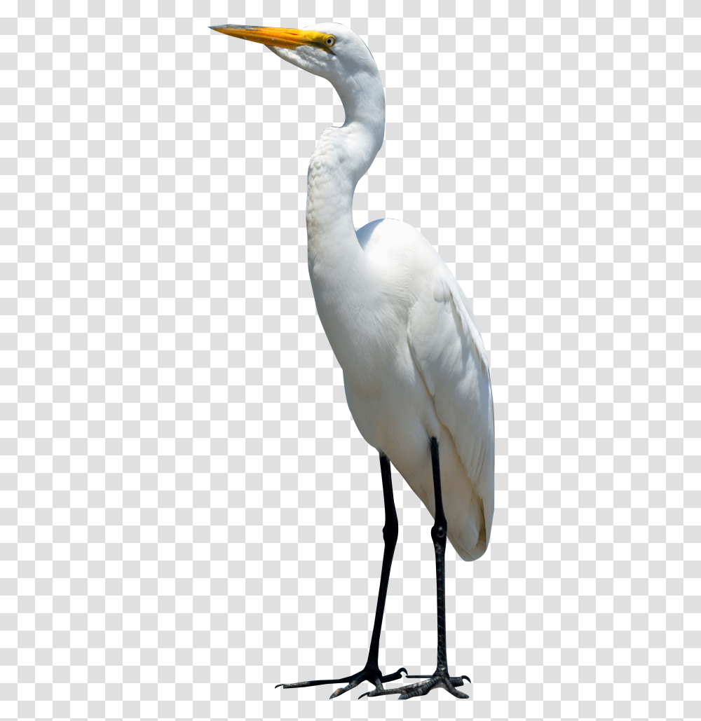 Crane Bird Egret, Waterfowl, Animal, Heron, Ardeidae Transparent Png