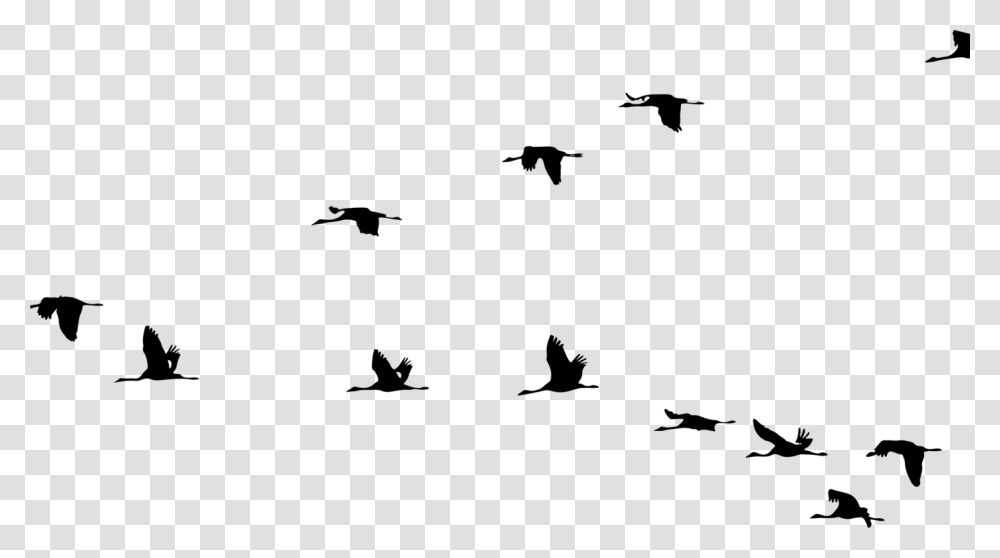 Crane Bird Flight Clip Art Vector Graphics Birds Flying Silhouette, Gray, World Of Warcraft Transparent Png