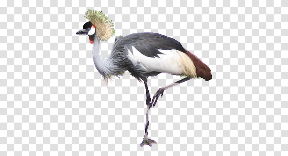 Crane Bird Images Crowned Crane Bird, Animal, Waterfowl, Stork Transparent Png
