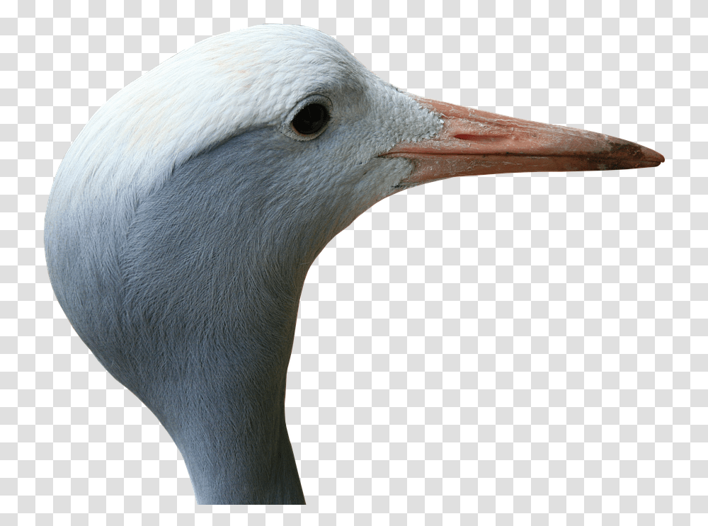 Crane Blue Bird Free Photo On Pixabay Seabird, Animal, Beak, Crane Bird, Waterfowl Transparent Png
