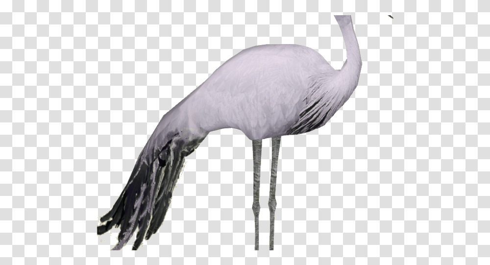 Crane Clipart Blue Crane Download Full Size Crane Bird Clipart, Animal, Waterfowl, Stork Transparent Png