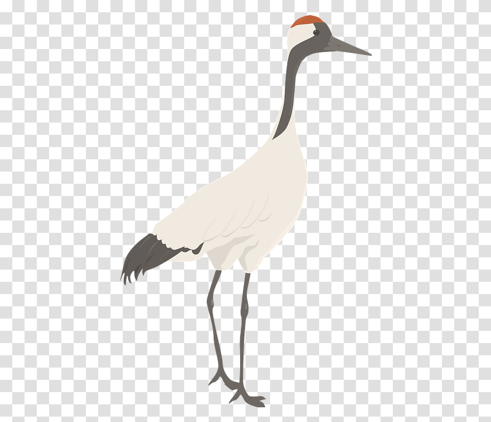 Crane Clipart Whooping Crane, Crane Bird, Animal, Stork Transparent Png