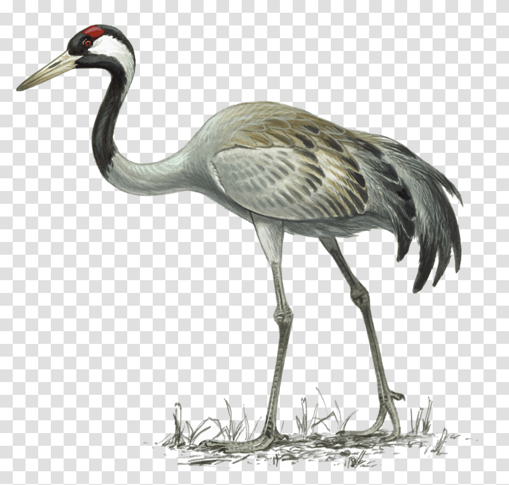 Crane Common Crane Illustration, Bird, Animal, Waterfowl, Crane Bird Transparent Png