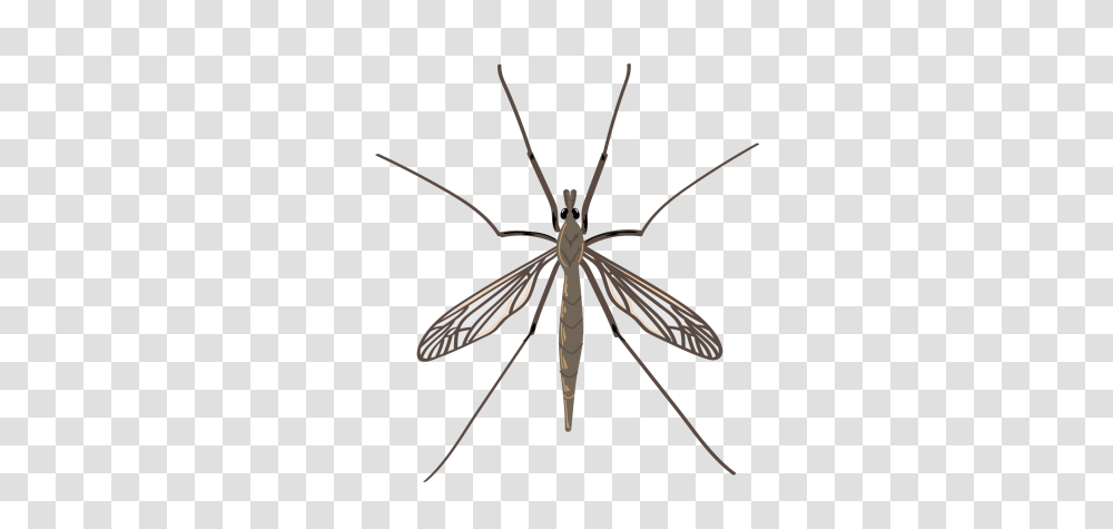 Crane Fly Biologic Company, Insect, Invertebrate, Animal, Mosquito Transparent Png