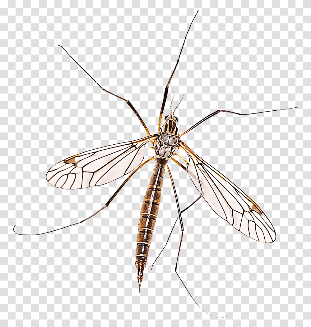 Crane Fly, Insect, Invertebrate, Animal, Spider Transparent Png