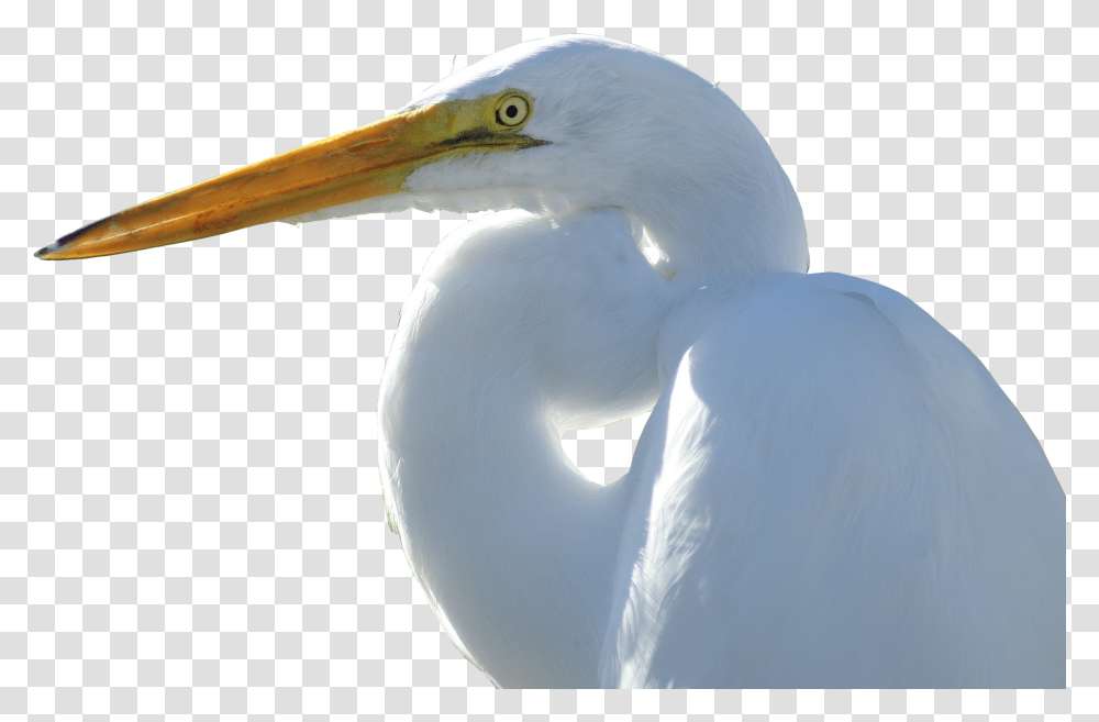 Crane Image Great Egret, Bird, Animal, Waterfowl, Stork Transparent Png