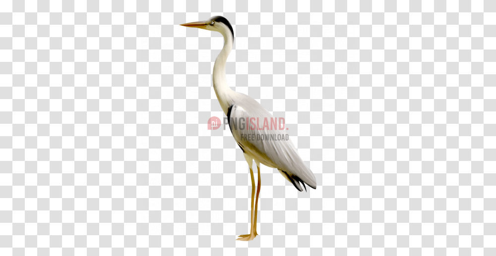 Crane Stork Bird Image With Background Crane Bird, Animal, Waterfowl, Heron, Ardeidae Transparent Png