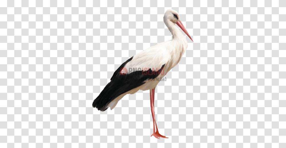 Crane Stork Bird Image With Stork, Animal, Crane Bird, Pelican Transparent Png