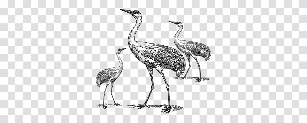 Cranes Nature, Gray, World Of Warcraft Transparent Png