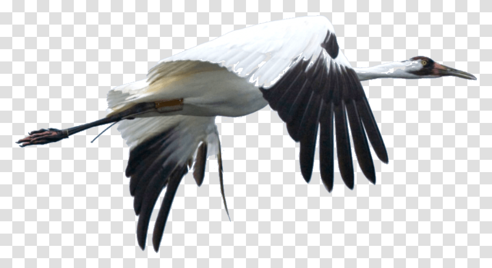 Cranes The Bird, Animal, Flying, Waterfowl, Beak Transparent Png