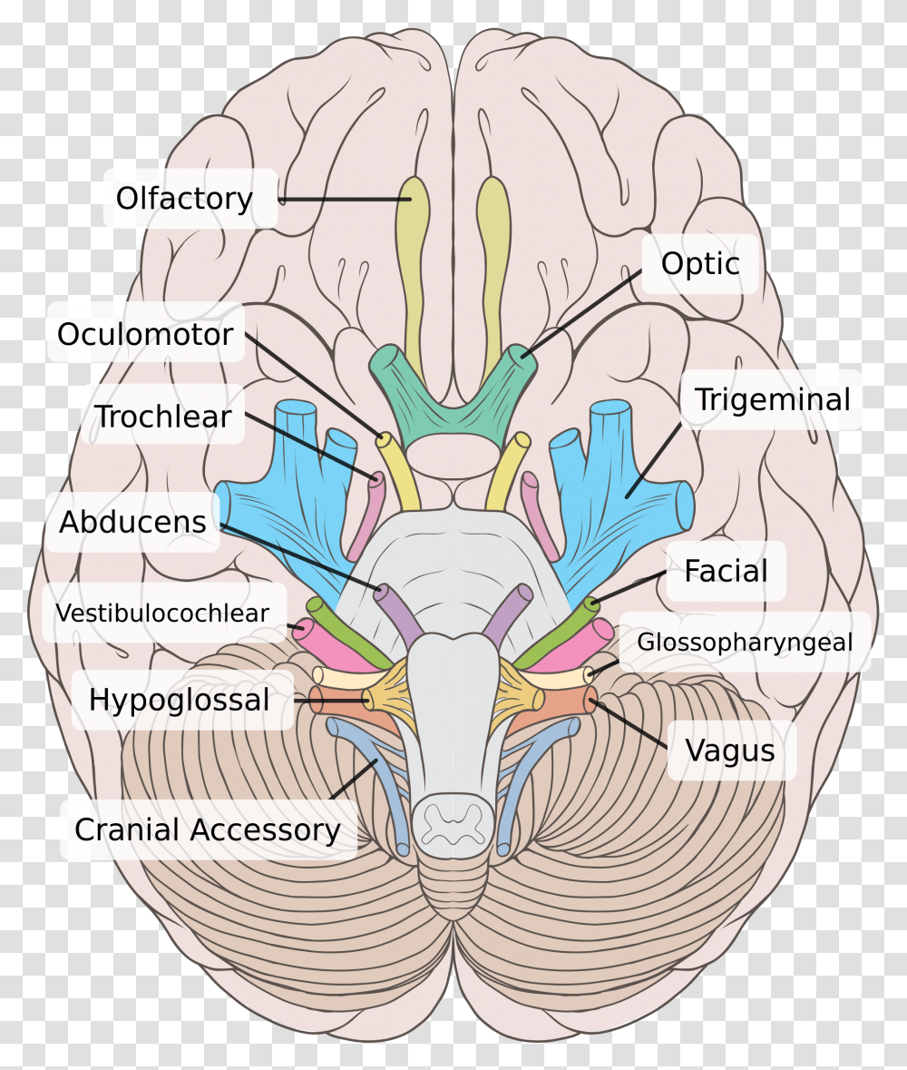 Cranial Nerves Labeled, Diagram, Plot, Network, Map Transparent Png