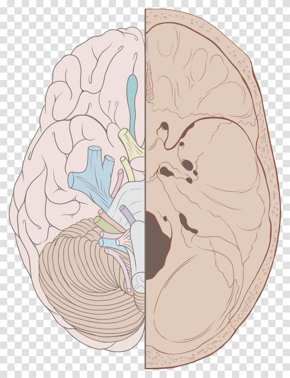 Cranial Nerves On Brain And Skull, Skin, Sphere, Wood, Astronomy Transparent Png