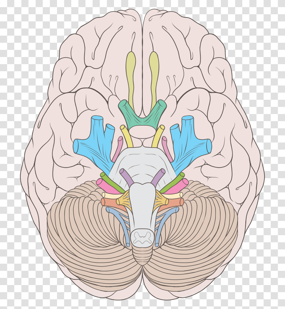 Cranial Nerves Ventral View, Sculpture, Pattern, Ornament Transparent Png
