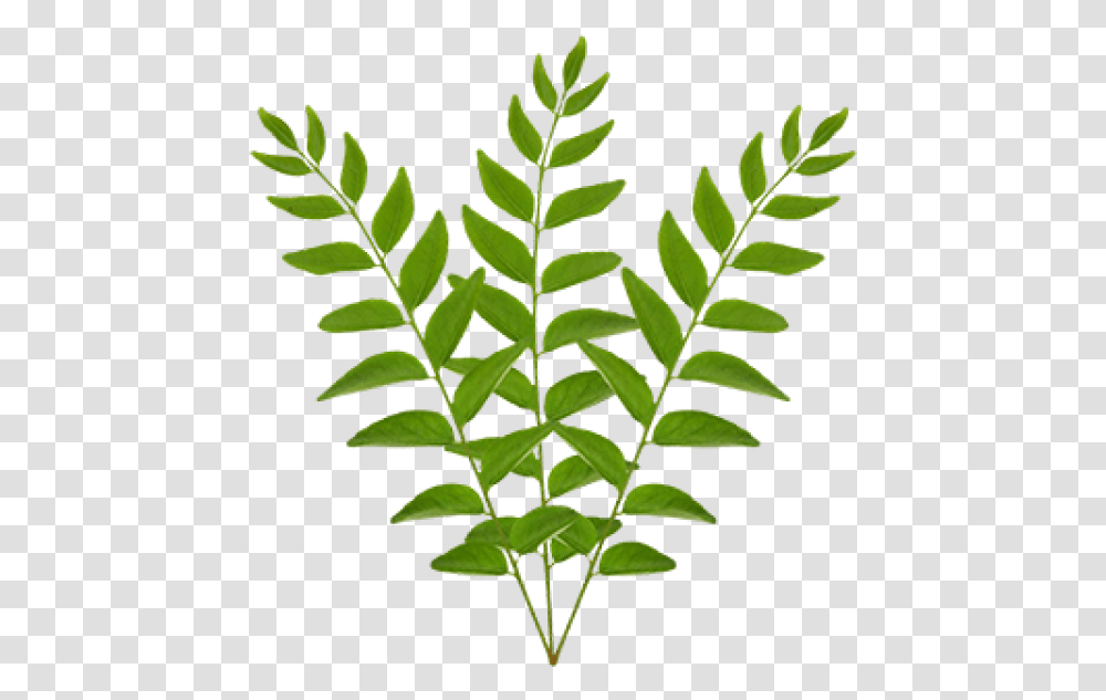 Crape Myrtle Bunch Of Curry Leaves, Plant, Green, Fern, Leaf Transparent Png