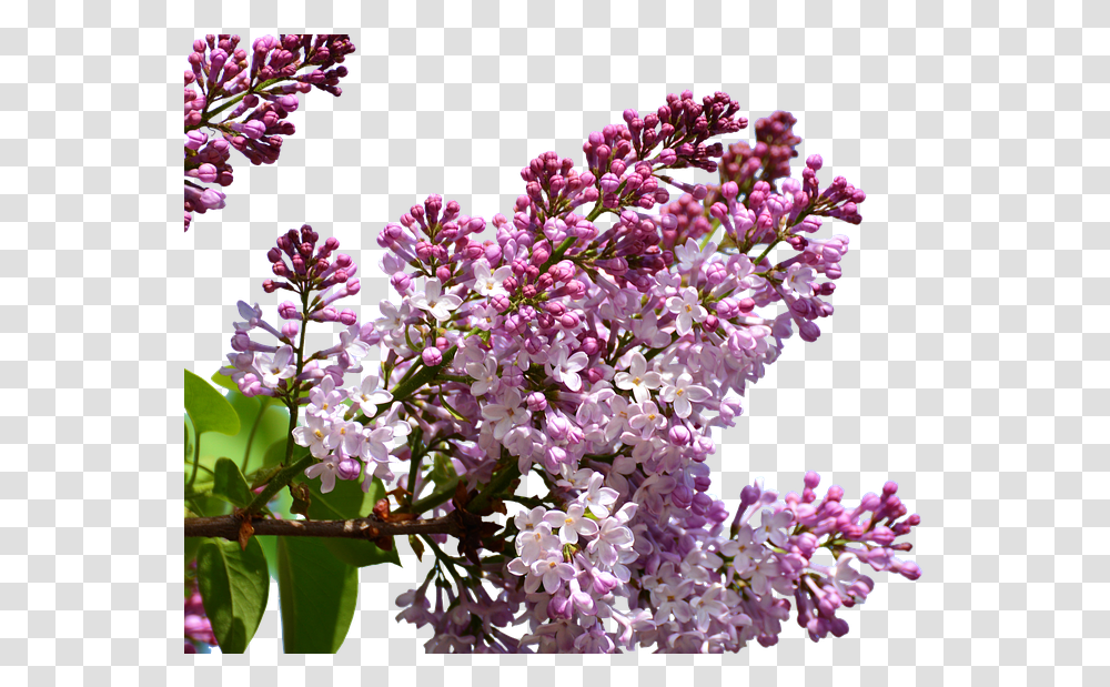 Crape Myrtle, Plant, Flower, Blossom, Lilac Transparent Png