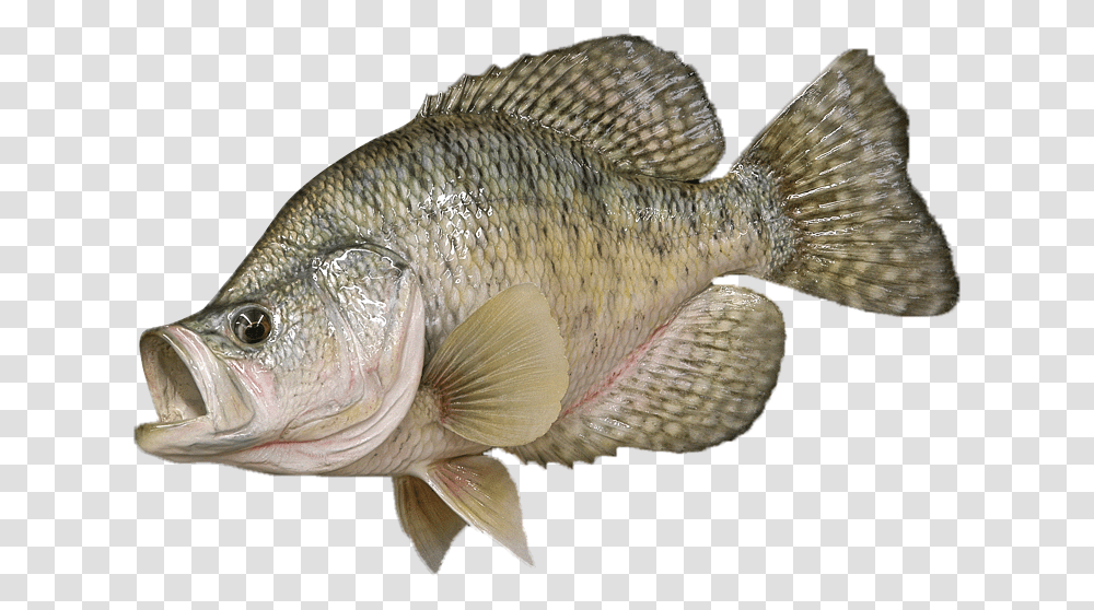 Crappie Fish, Animal, Perch, Bird, Carp Transparent Png