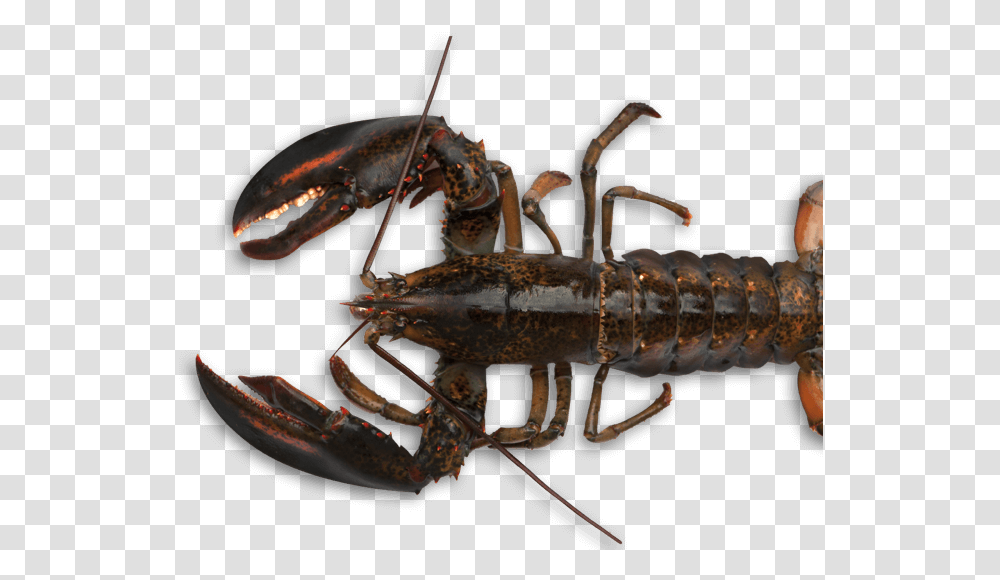 Crawdad Clipart American Lobster, Seafood, Sea Life, Animal, Insect Transparent Png