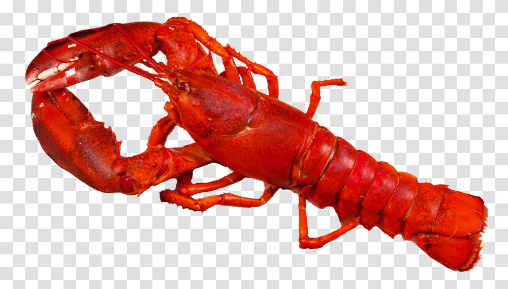 Crawfish Background Lobster, Seafood, Sea Life, Animal Transparent Png