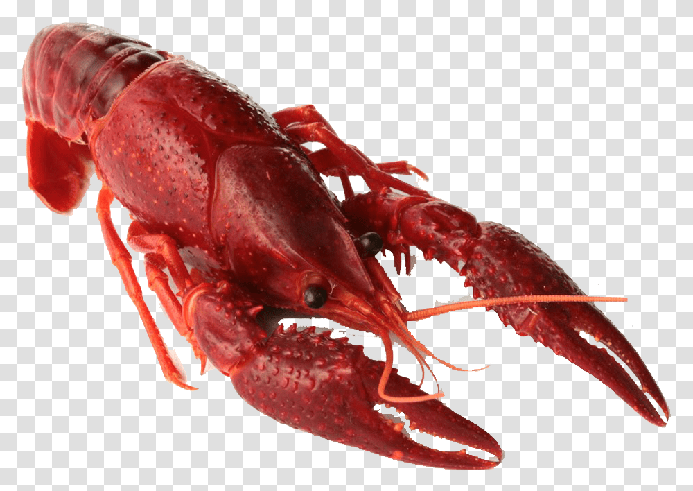 Crawfish, Lobster, Seafood, Sea Life, Animal Transparent Png
