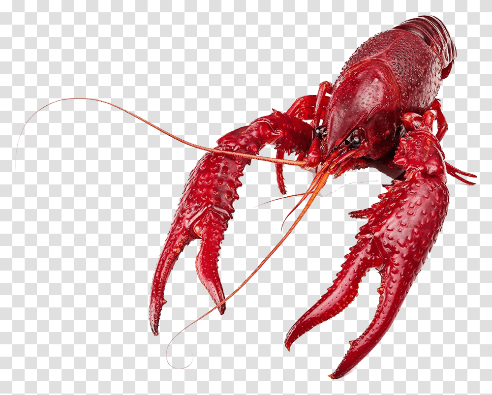 Crawfish, Lobster, Seafood, Sea Life, Animal Transparent Png