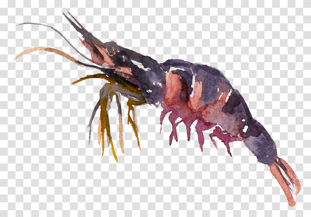 Crayfish Antarctic Krill, Food, Seafood, Sea Life, Animal Transparent Png