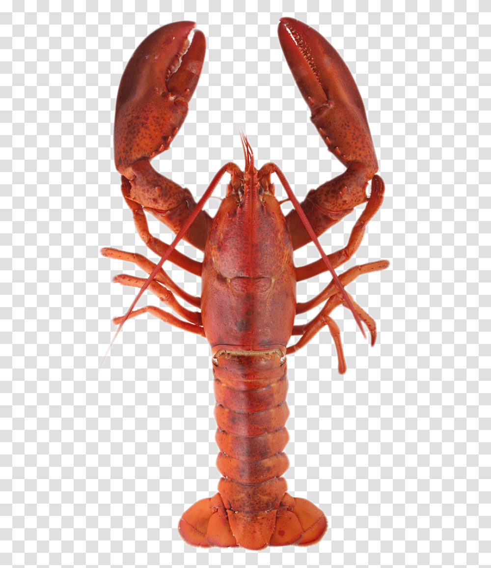 Crayfish Clipart Lobster Meaning In Urdu, Seafood, Sea Life, Animal, Crawdad Transparent Png