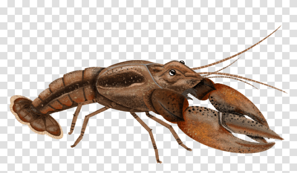 Crayfish Insect, Crawdad, Seafood, Sea Life, Animal Transparent Png