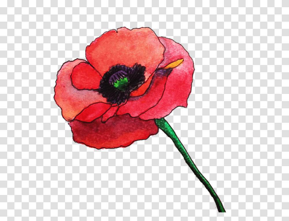 Crayon Watercolor Flowers Using Photoshop, Plant, Rose, Blossom, Poppy Transparent Png