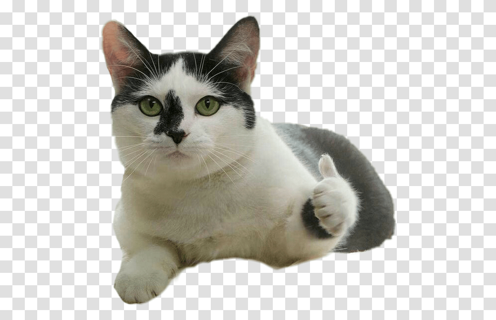 Crazy Cat Clipart Funny Cat Stickers Whatsapp, Pet, Mammal, Animal, Manx Transparent Png
