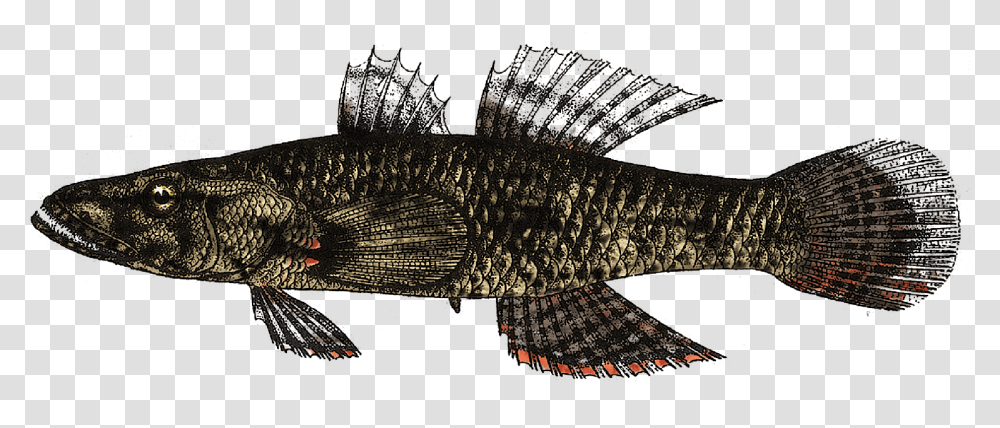 Crazy Fish Butis Butis By M Lizard, Animal, Flare, Light, Reptile Transparent Png