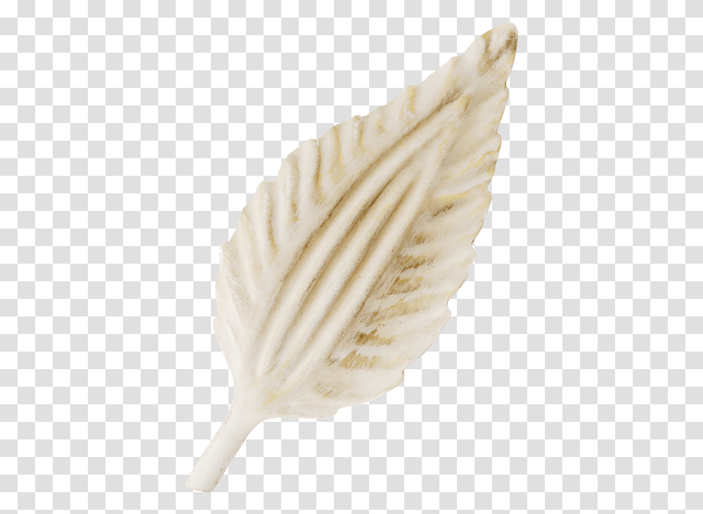 Cream Gold Shell, Seashell, Invertebrate, Sea Life, Animal Transparent Png