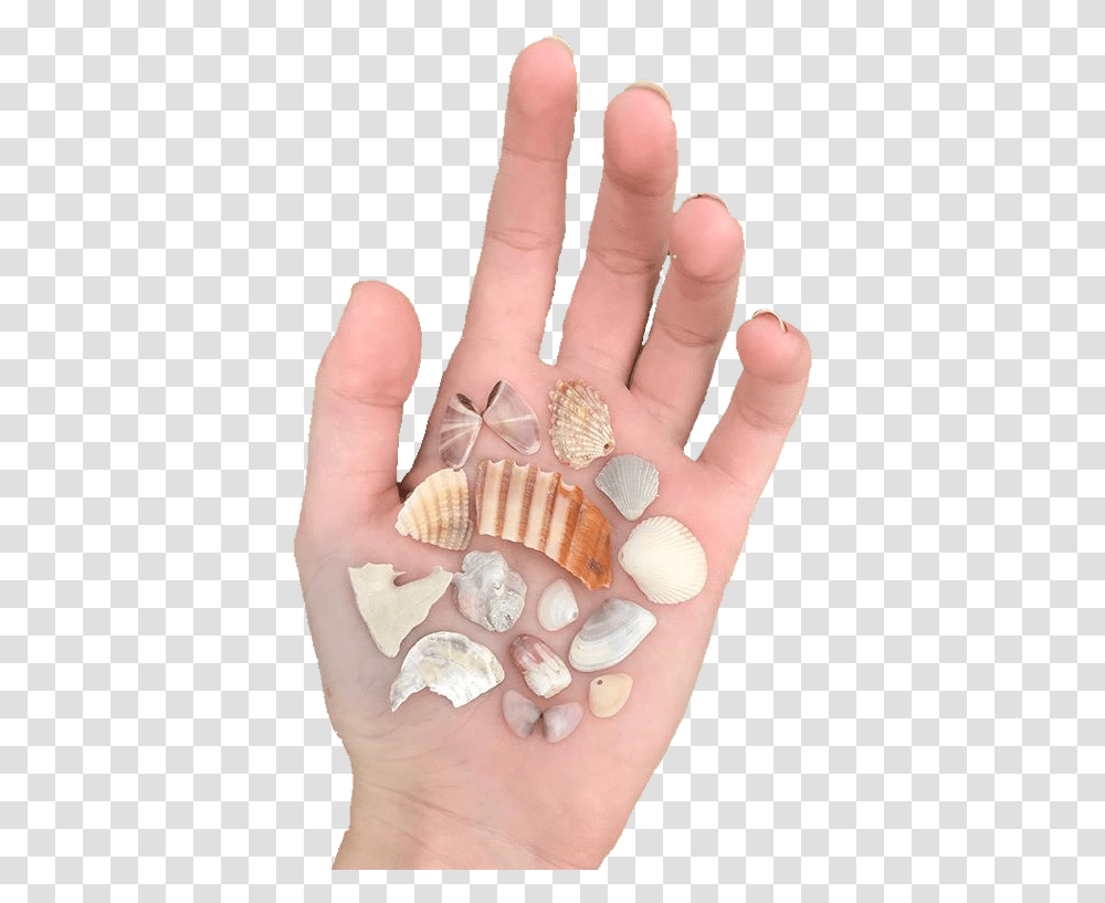 Cream Tan Orange Shells Polyvore Moodboard Filler Hand Shell, Person, Human, Sea Life, Animal Transparent Png